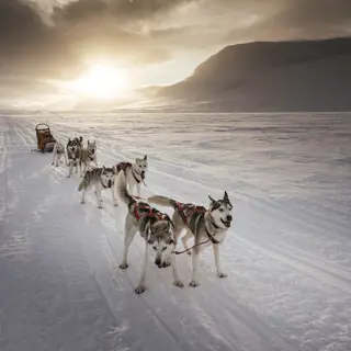 Mit dem Hunderudel in Schweden