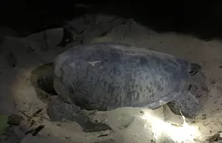 Begegne den Meeresschildkröten auf Satang Island