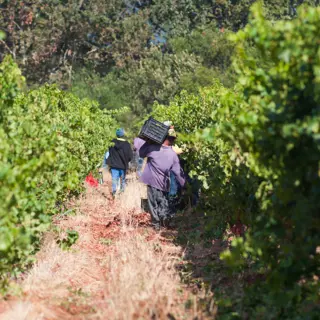 Rendez-vous mit der Welt – Wein in Südafrika