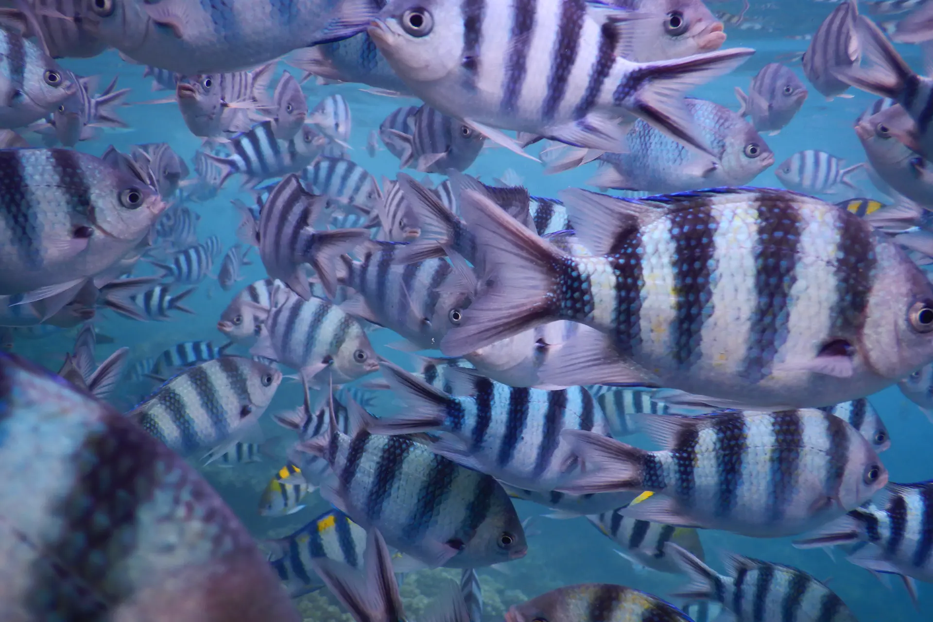 Fidschi Inseln Reise, Rundreise und Sehenswürdigkeiten