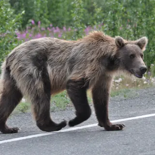 «Unterwegs mit!» British Columbia – atemberaubend, vielseitig und authentisch