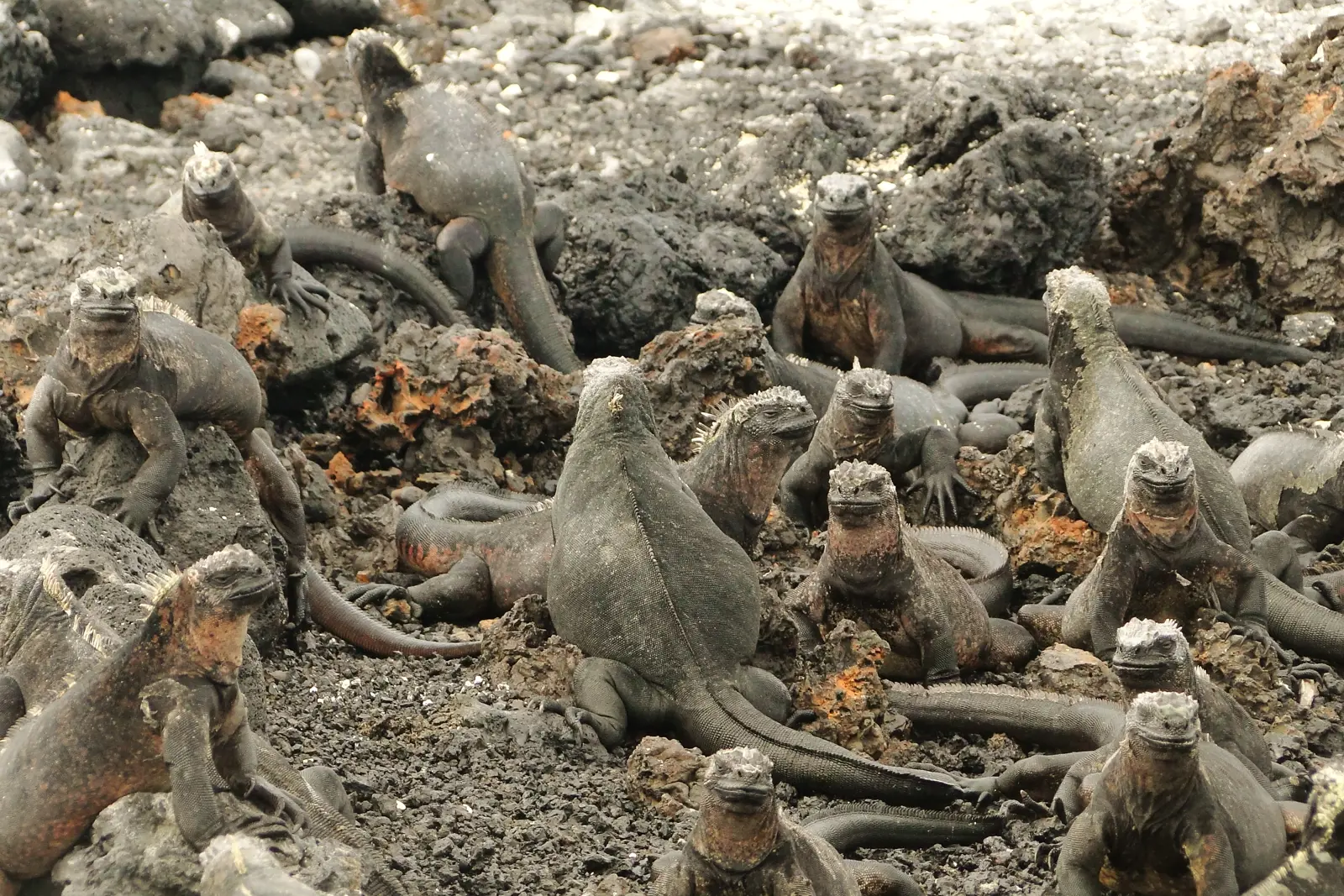 Galapagos Reise, Rundreise und Sehenswürdigkeiten