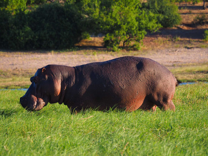 Chobe Nationalpark
