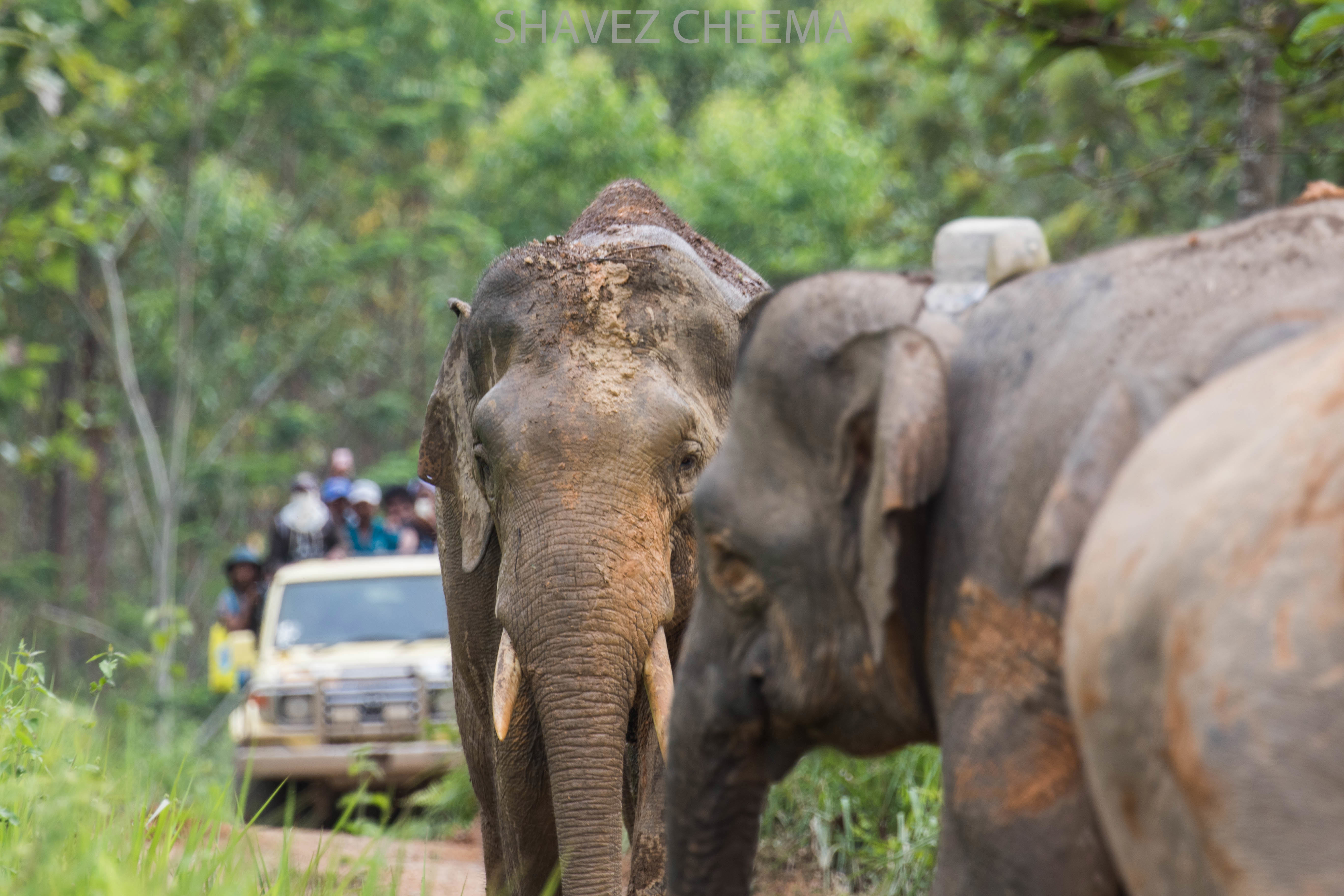 1StopBorneo Wildlife