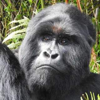 Online-Vortrag: Kenia & Uganda - Im Herzen Afrikas