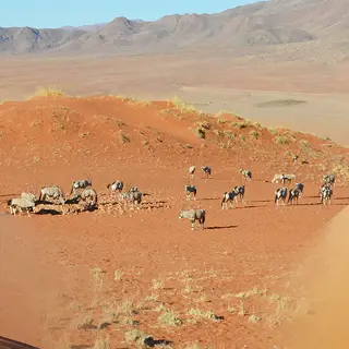 Online-Vortrag: Namibia - Wüste, Tiere und Sternenhimmel