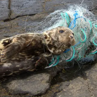 OceanCare – Rettung durch Plastikmüll gefährdeter Tiere