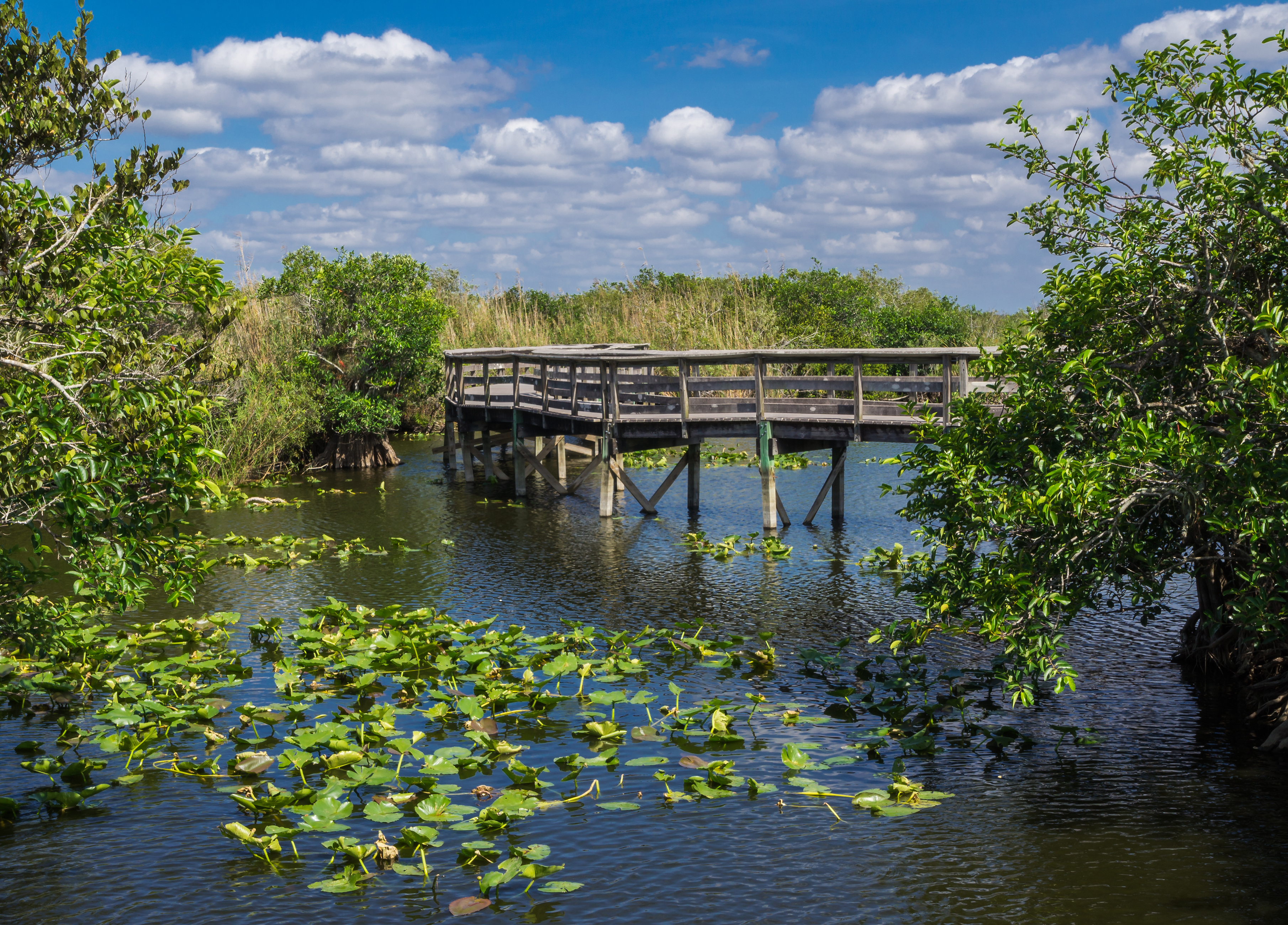 Spaziere über den Anhinga Trail in den Everglades
