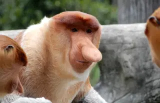 Triff auf die unverkennbaren Langnasenaffen im Bako Nationalpark