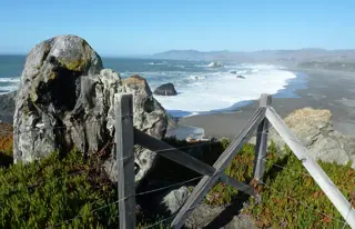 Beobachte Vögel in Bodega Bay