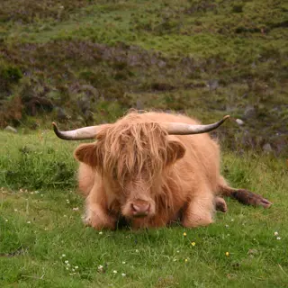 Schottland Sehenswürdigkeiten und Geheimtipps