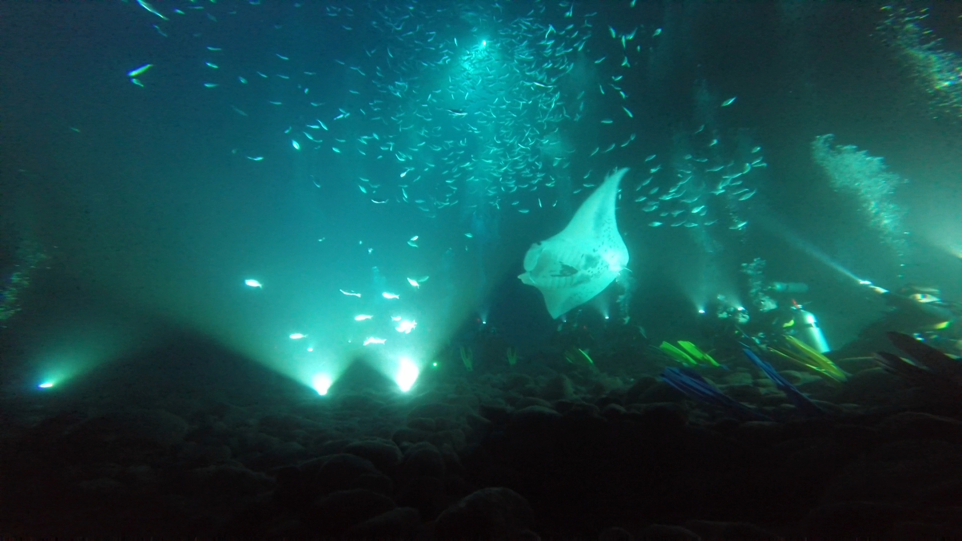 Tauche mit den Mantas durch die Dunkelheit