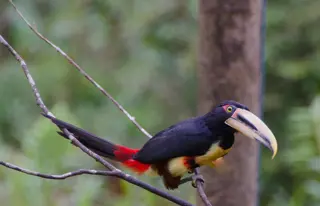 Das einzigartige Schutzgebiet Cotacachi-Cayapas