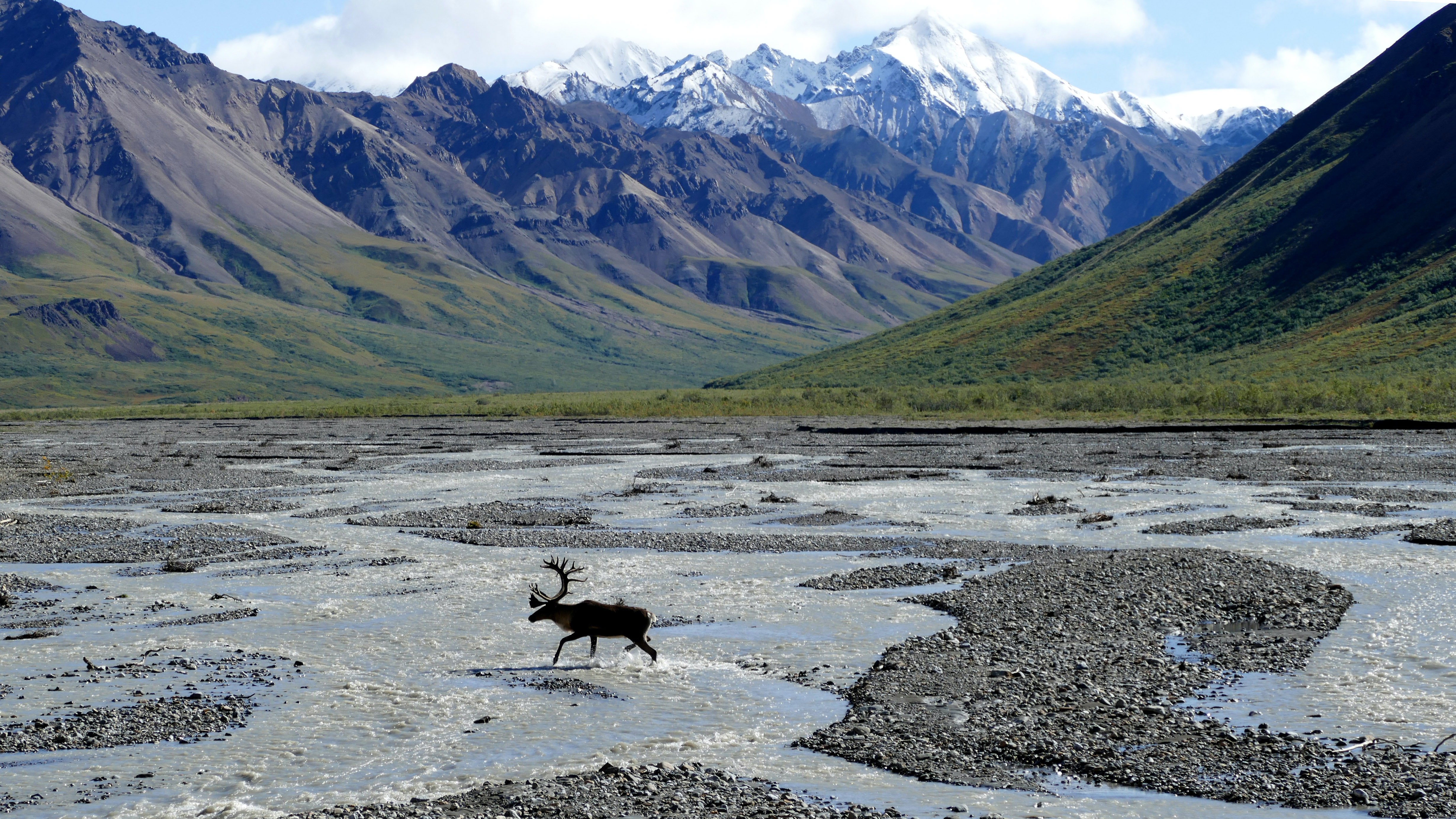Bestaune die unberührte Umgebung des Denali Nationalpark