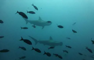 Tauchspot «Darwin’s Arch»