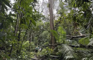 Erlebe den Taman-Negara-Nationalpark