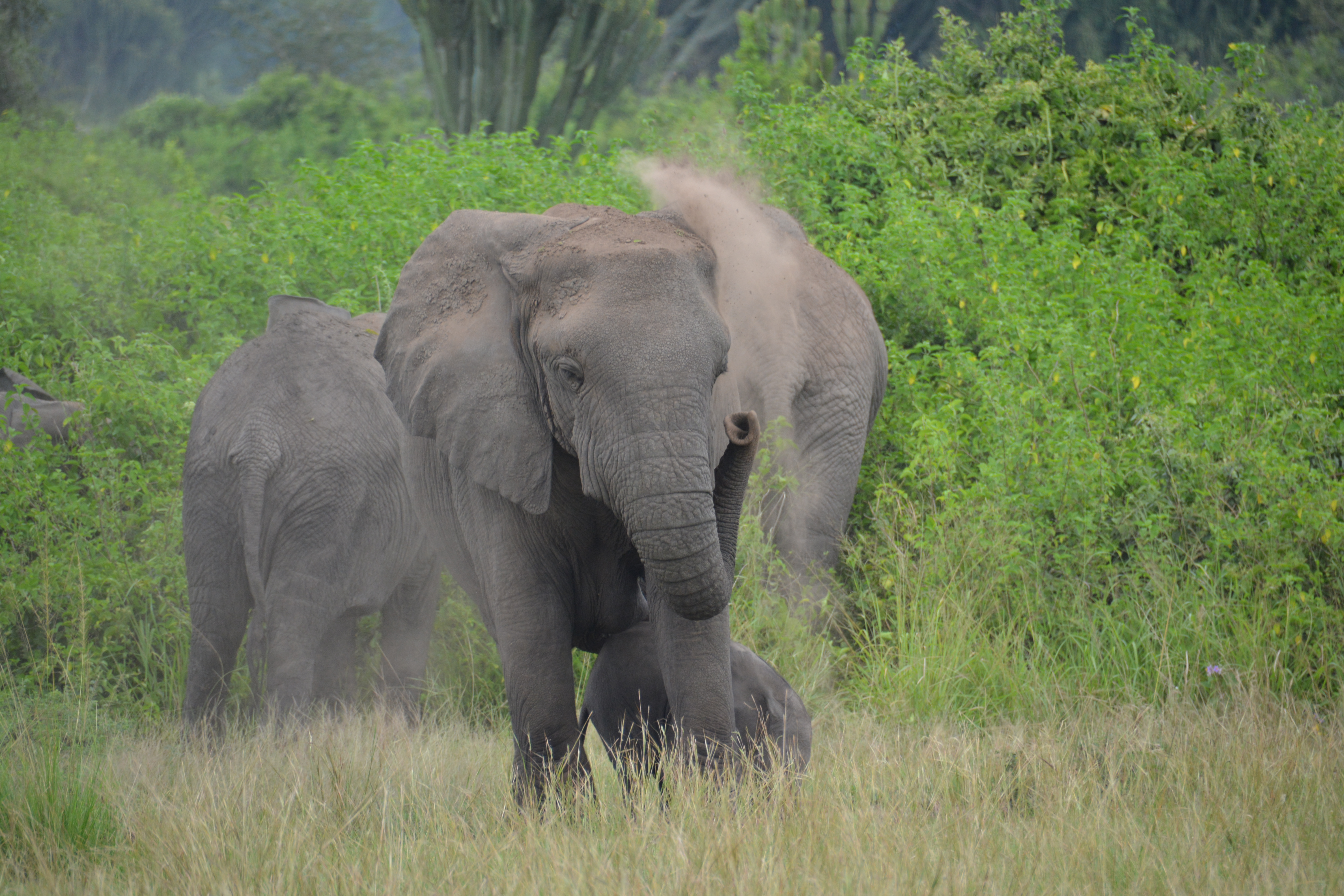 Queen-Elisabeth-Nationalpark