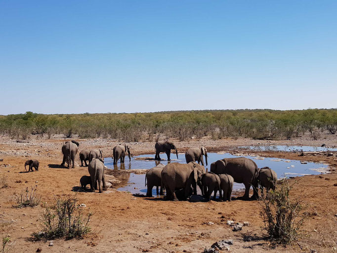 Etosha Nationalpark, Halali Camp