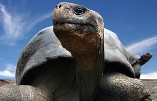 Auf Darwins Spuren auf den Galapagos Inseln