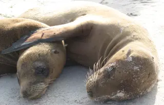 Erkunde San Cristóbal wie einst Darwin