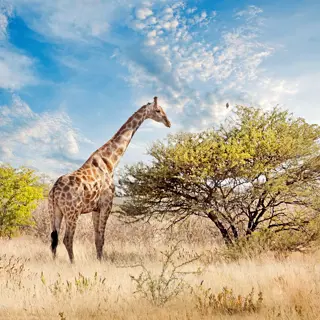 Namibia – Die Safari für Selbstfahrer