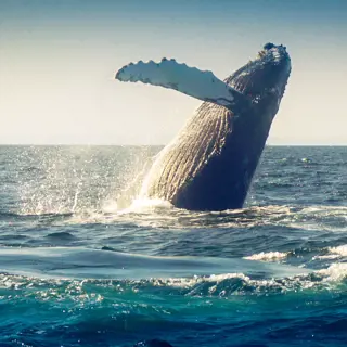 Globetrotter und die Patenschaft für die Wale