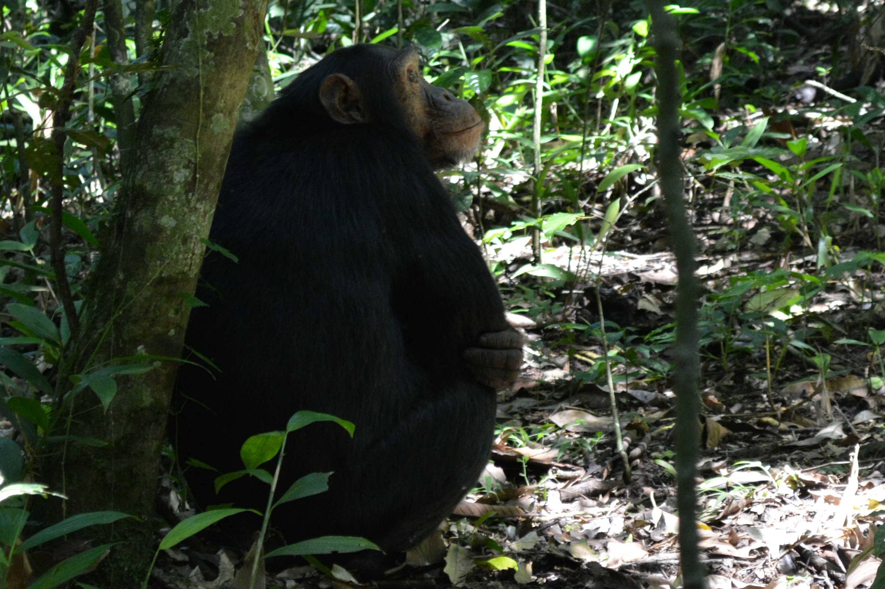 Kibale Forest Nationalpark
