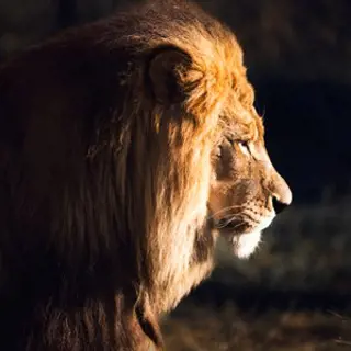 Über wilde Tiere, Biltong und Safari Rallye