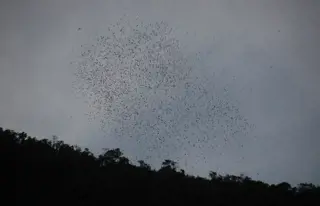 Unter den Fledermaus-Schwärmen der Höhlen von Gunung Mulu