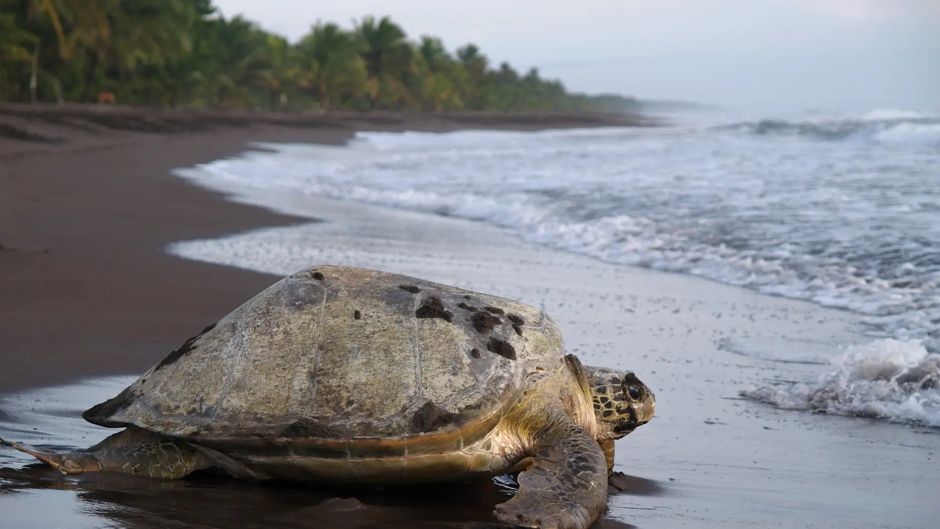 Nationalpark Tortuguero Costa Rica Schildkr ten Beobachten nationalpark-tortuguero-costa-rica-schildkr-ten-beobachten