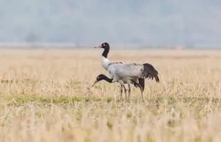 Erfahre mehr über Kraniche in Bhutan
