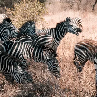 Verantwortungsvolle Safaris