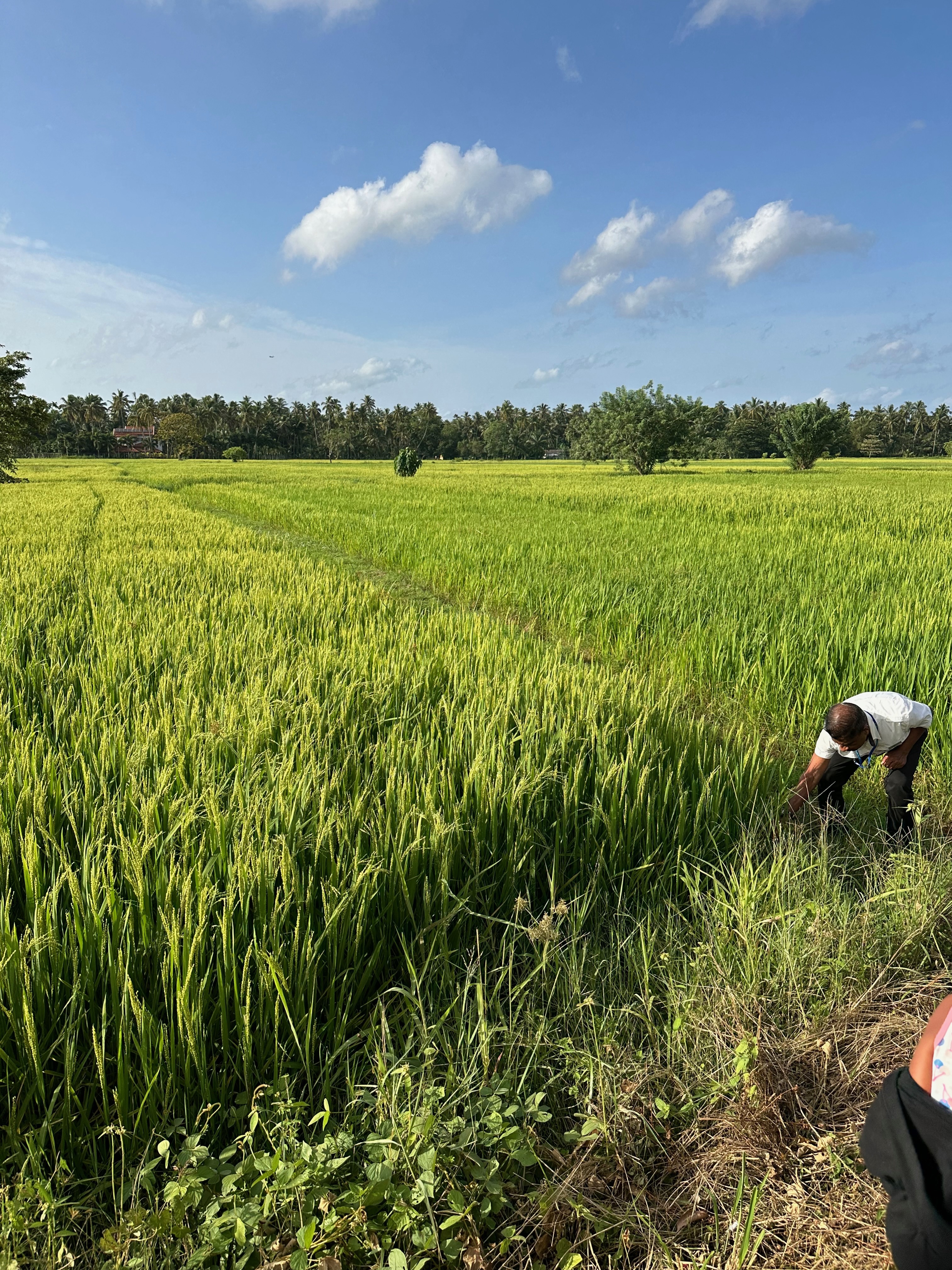Kuta Lombok–Selong Belanak