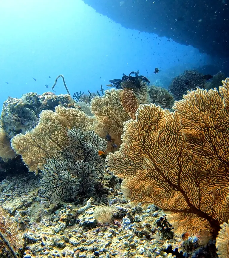 Beste Reisezeit Malediven