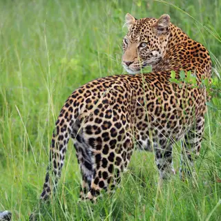 Game Drive – Dein Tagesablauf auf Safari