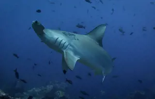 Tauche mit Mantas und Hammerhaien auf Galapagos