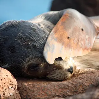 Online-Vortrag: Galapagos und Ecuador