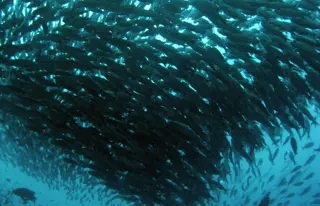 Tauchspot «Punta Vicente Roca»