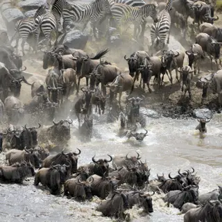 Tiermigrationen, die die Welten verbinden – Tiere in Afrika und der Welt