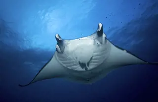 Besuche die Unterwasserwelt der Isla Floreana