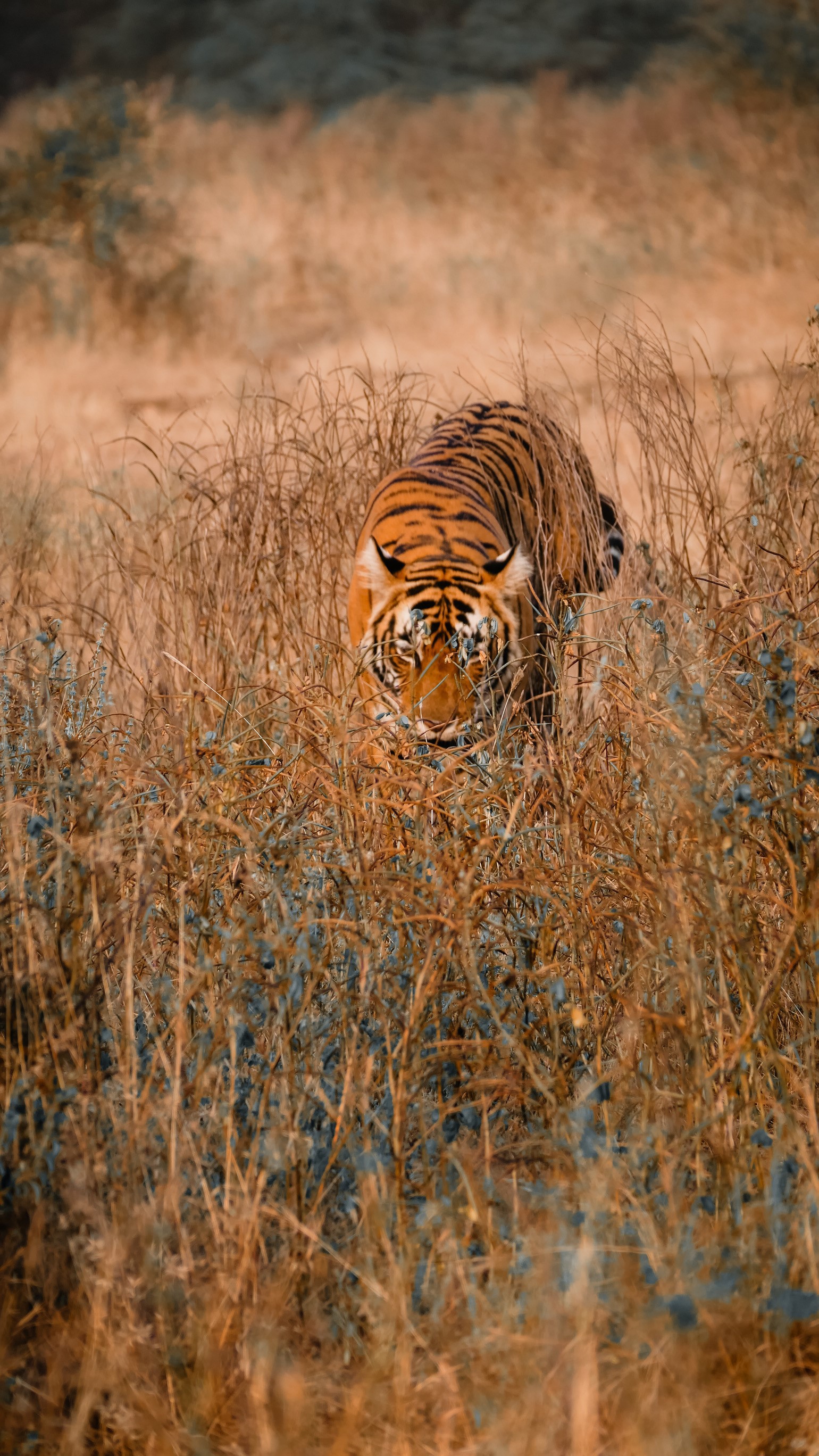 Ranthambore Nationalpark