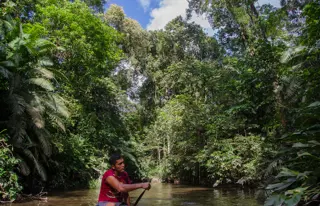 Lausche der Geräuschkulisse des Regenwalds