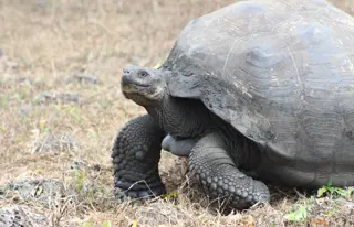 Entdecke Riesenschildkröten auf Santa Cruz