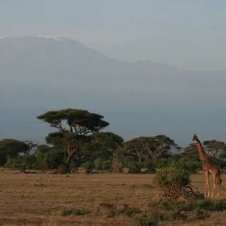 Kenia Safari – bezaubernde Tierwelt