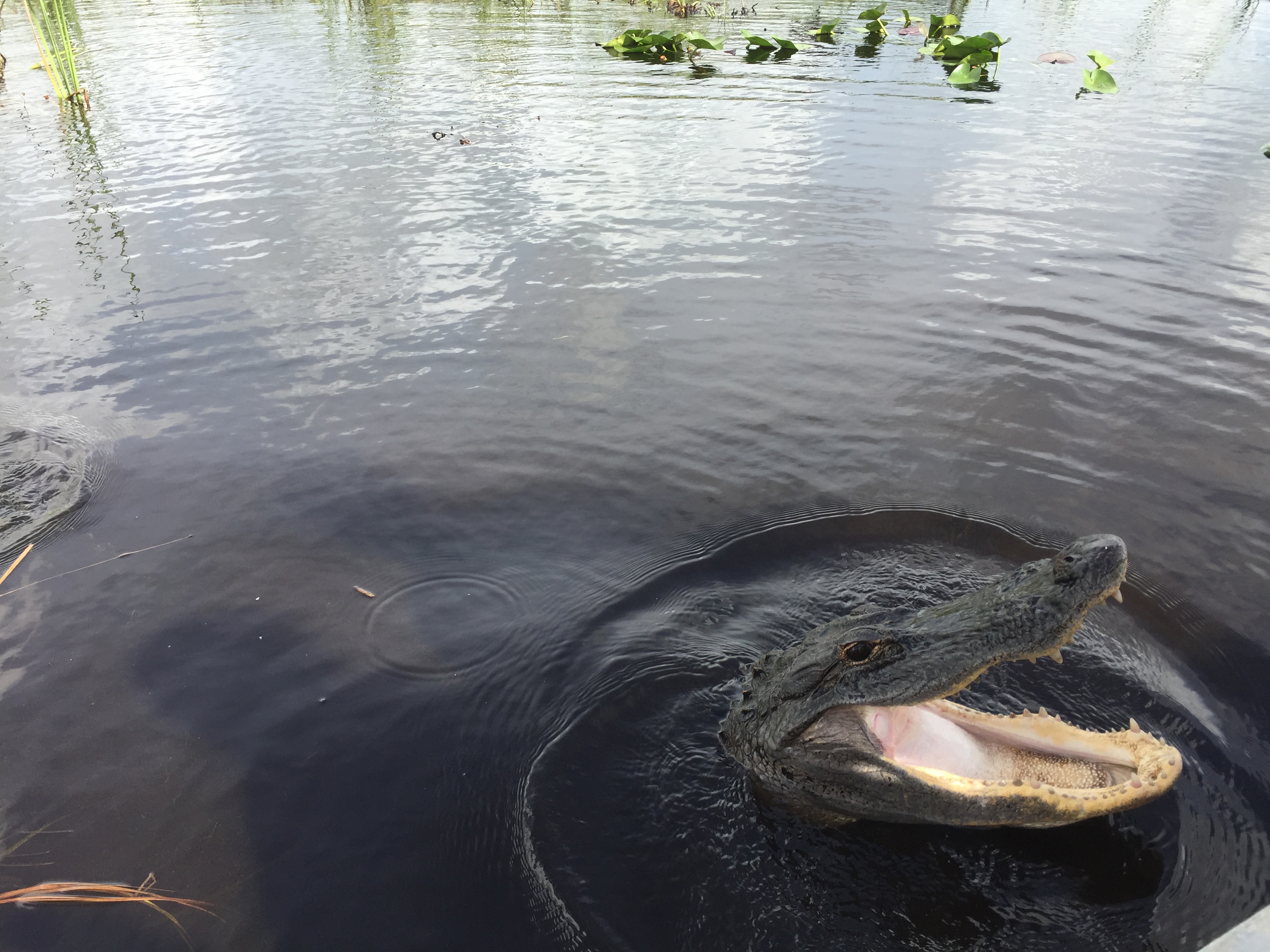 Geniesse eine Bootsfahrt durch das Mangrovenlabyrinth der Everglades