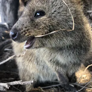 Australien und seine Tiere