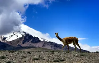 Gipfelglück auf dem höchsten Berg Ecuadors