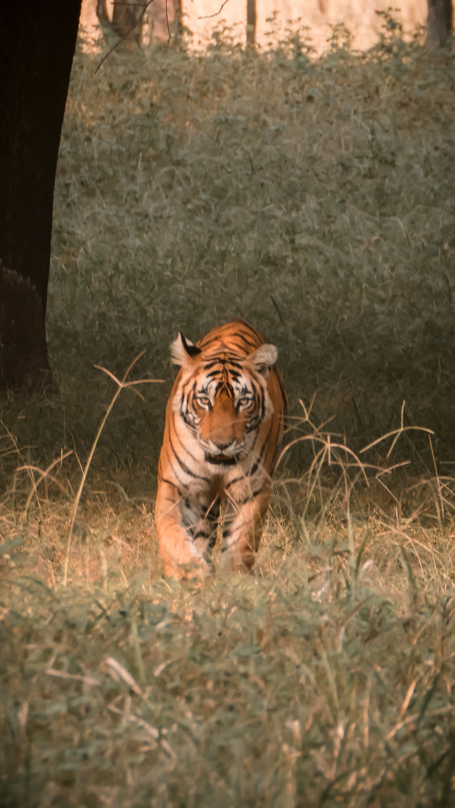 Ranthambore Nationalpark